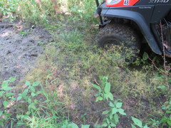 Cynosciadium digitatum