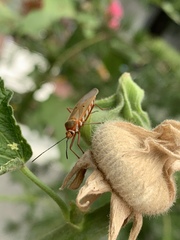 Dysdercus evanescens