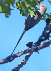 Urocolius indicus indicus