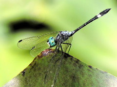 Micrathyria ocellata