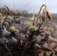 Pelargonium alternans alternans