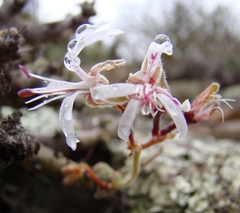 Pelargonium alternans alternans