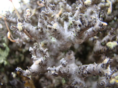 Pelargonium alternans alternans