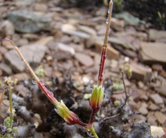 Pelargonium alternans alternans