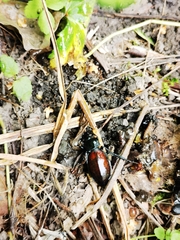 Carabus schoenherri