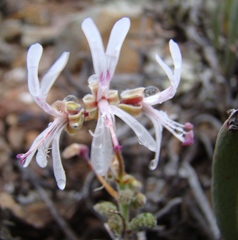 Pelargonium alternans alternans