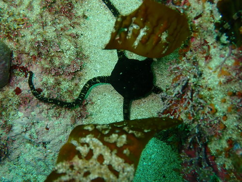 Ophioderma wahlbergii