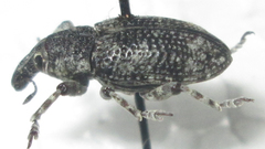 Neocleonus