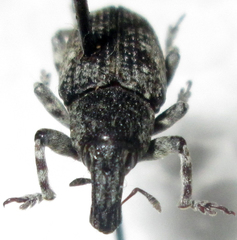 Neocleonus