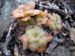 Crassula orbicularis