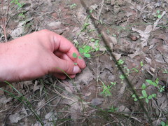 Phyllanthus caroliniensis
