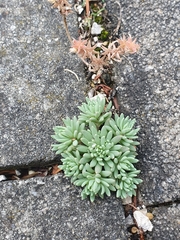 Sedum hispanicum
