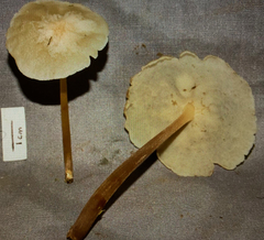 Filoboletus