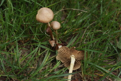 Fungi