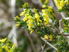 Genista anglica