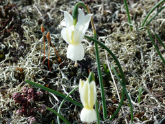 Narcissus triandrus pallidulus