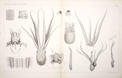 Representative image of Ocythoe