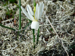 Narcissus triandrus pallidulus