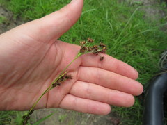 Rhynchospora recognita