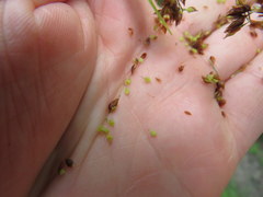 Rhynchospora recognita