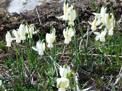 Narcissus triandrus pallidulus