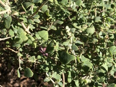 Chenopodium trigonon stellulatum