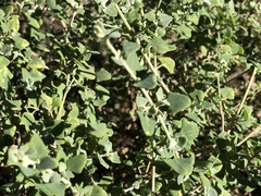 Chenopodium trigonon stellulatum