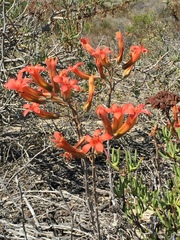 Tylecodon grandiflorus