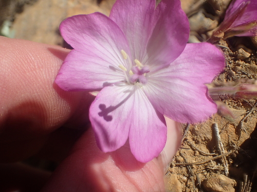 Image of Epilobium siskiyouense by no rights reserved