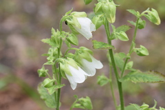 Campanula alliariifolia