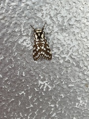 Lophocampa ingens