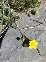 Potentilla concinna
