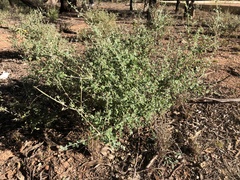 Chenopodium trigonon stellulatum