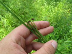 Rhynchospora recognita