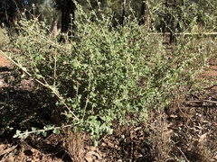 Chenopodium trigonon stellulatum