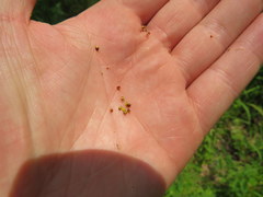 Rhynchospora recognita