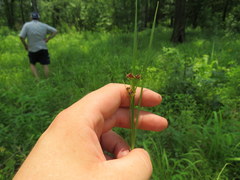 Rhynchospora recognita