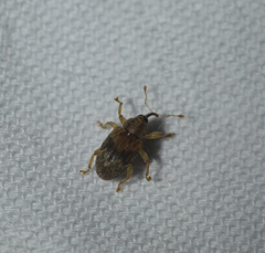 Lignyodes bischoffi