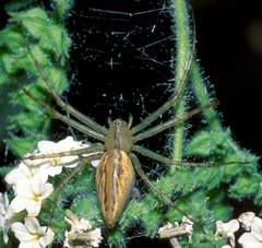 Peucetia rubrolineata
