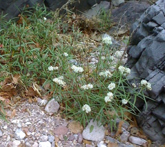 Asclepias angustifolia