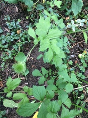 Geum laciniatum
