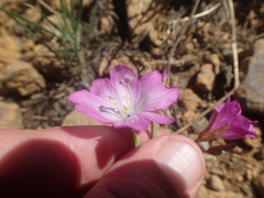 Epilobium siskiyouense