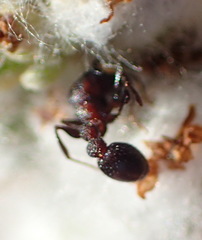 Nesomyrmex