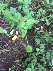 Geum laciniatum
