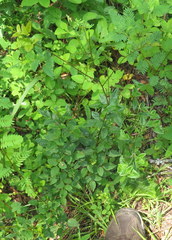 Desmodium marilandicum