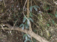 Aristolochia macroura