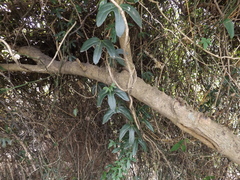 Aristolochia macroura