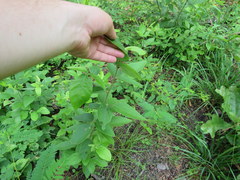 Desmodium nuttallii