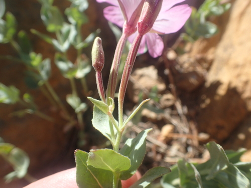 Image of Epilobium siskiyouense by no rights reserved