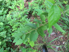 Desmodium nuttallii